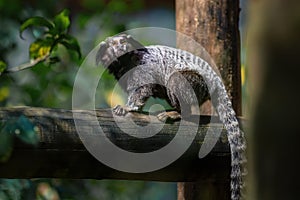Black-tufted Marmoset monkey