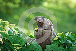 Black-tufted Marmoset monkey photo