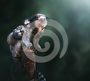 Black-tufted Marmoset monkey mother and babies photo