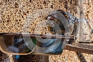 Black tufted marmoset in monkey park at Tenerife, Canary Islands, Spain photo