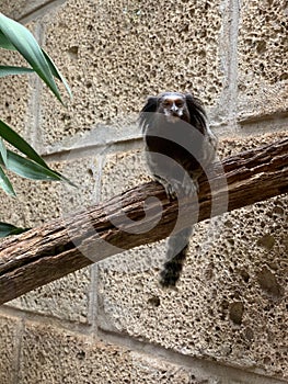 Cute black-tufted marmoset photo