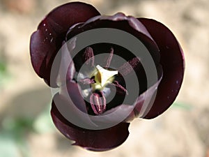 Black tulip