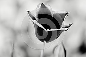 Black tulip on a black and white background of clouds, funeral card