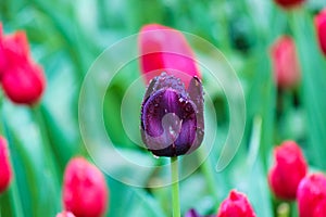 Black tulip detail. The tulip was affected by flower disease. Fungi, fungal, botrytis, mycelial diseases. Dark purple flowers.