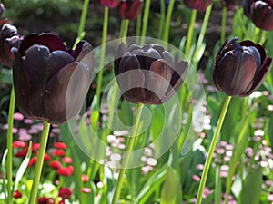 Black tulip heads against blurry background