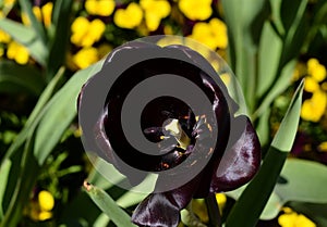 Black Tulip with Mixed Garden Flowers photo