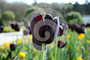 Black Tulip Side View