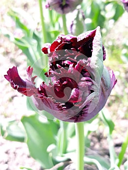 Black tulip with trimmed edges.