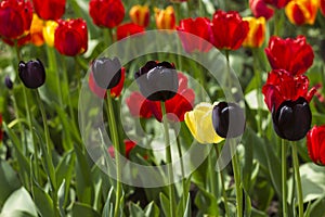 Black tulips grow in a row against a background of red tulips in spring. Flowering spring flowers