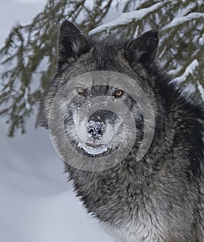 Black tundra wolf in snow closeup