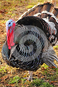 Black Turkey