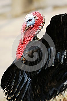 Black turkey