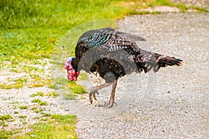 The black turkey is a kind of birds