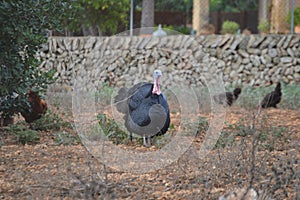 Black turkey Meleagris gallapovo and hens in farm