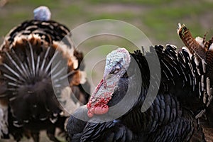 Black turkey profile