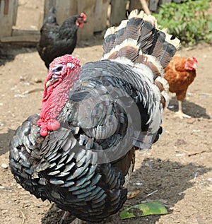 black turkey with red protuberance called wattle or dewlap on hi