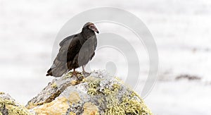 black Turkey Vulture (Cathartes aura) photographed in the Falkland Islands