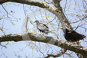 Black and Turkey Vultures