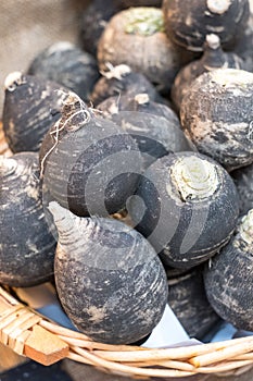 Black turnips, rapa nera, on sale at Eataly high-end food market in Turin, Italy.