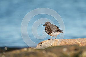 Black Turnstone resting at seaside beach photo