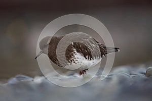 Black Turnstone feeding at seaside beach