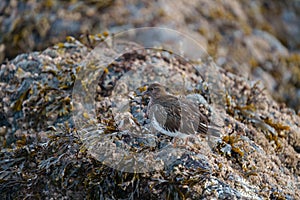 Black Turnstone feeding at seaside beach