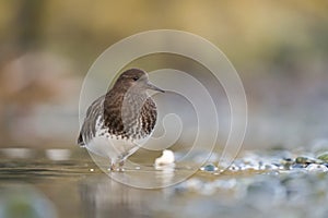 Black Turnstone feeding at seaside beach