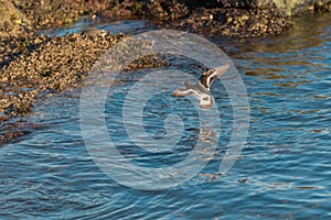 Black Turnstone flying at seaside