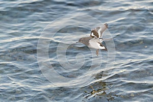 Black Turnstone flying at seaside