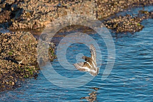 Black Turnstone flying at seaside