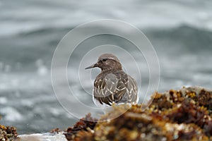 Black Turnstone resting at seaside beach