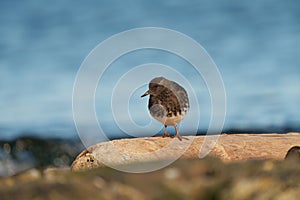 Black Turnstone resting at seaside beach