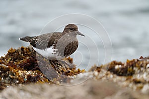 Black Turnstone resting at seaside beach