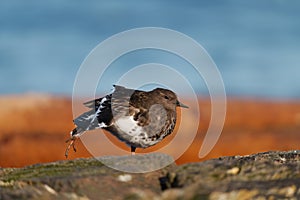 Black Turnstone resting at seaside beach