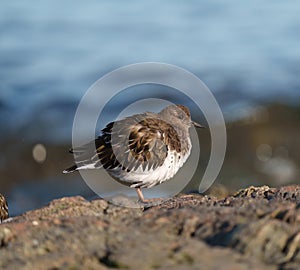 Black Turnstone resting at seaside beach