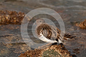 Black Turnstone on rock at the Tacoma waterfront