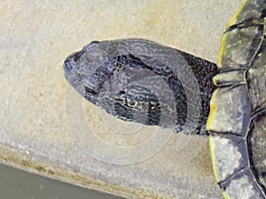 Black turtle looking in the water