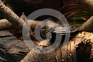 Black turtle with yellow spots