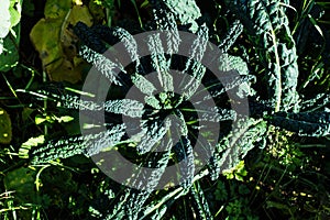 Black Tuscan kale plant