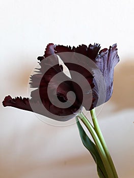 Black twin tulips bloom. Inseparable. Two rings on one double stem. photo