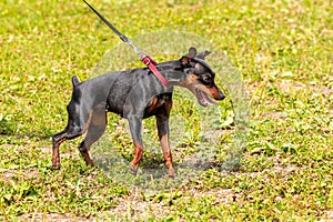 Black unrestrained dog breed Doberman on a leash in the park during a walk photo