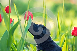 Black uppy sitting in the grass in spring