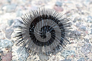 Black urchin photo