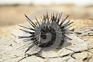 Black urchin
