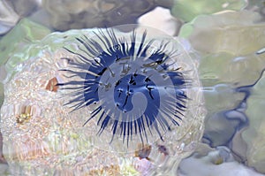 Black urchin just below the surface of sea water