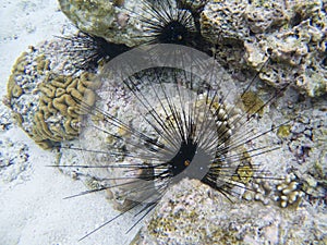 Black urchins with long needles. Sea threat. Coral reef underwater photo. Tropical sea shore snorkeling or diving.