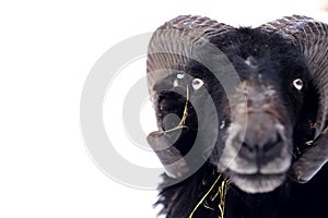 black ushant dwarf sheep in isolated portrait outdoors in winter