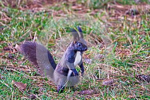 Black variant of a Eurasian red squirrel standing in the grass