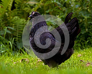 A black variant of a hen of the breed Hedemora
