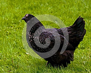 A black variant of a hen of the breed Hedemora